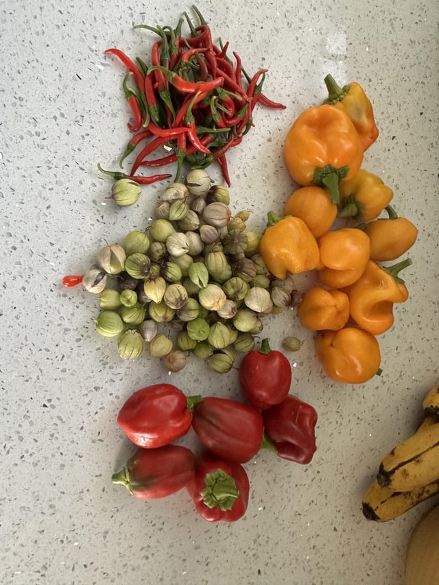 Halloween pepper harvest – Reddit Post