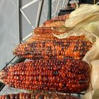 Harvesting and drying my Bloody Butcher corn – Reddit Post