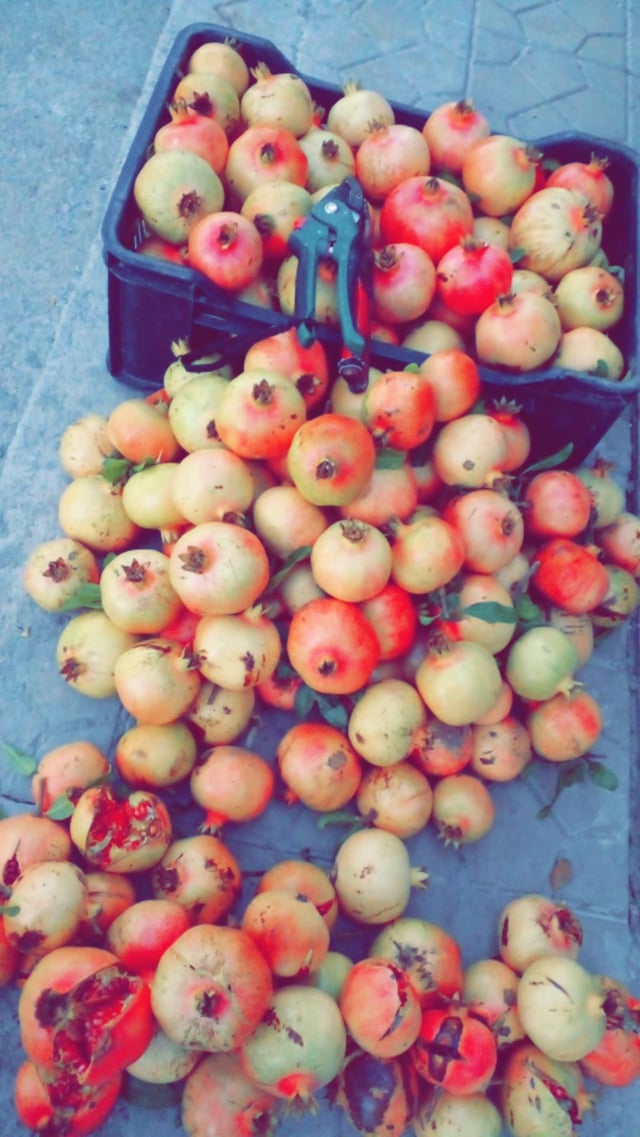 Harvest – Reddit Post