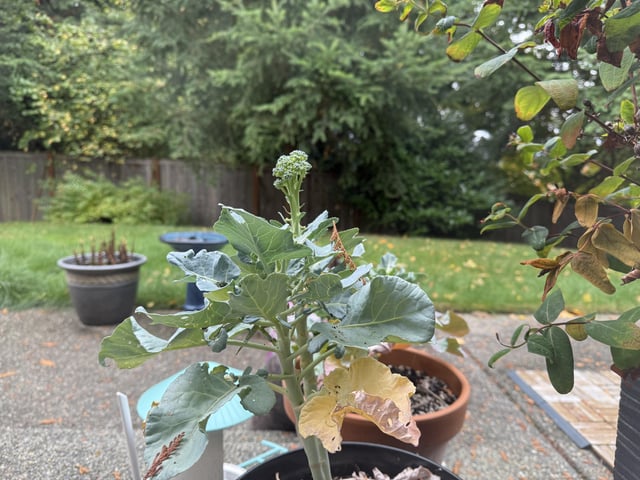 My broccoli plant looks so proud of itself. – Reddit Post