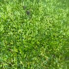 Is this moss?