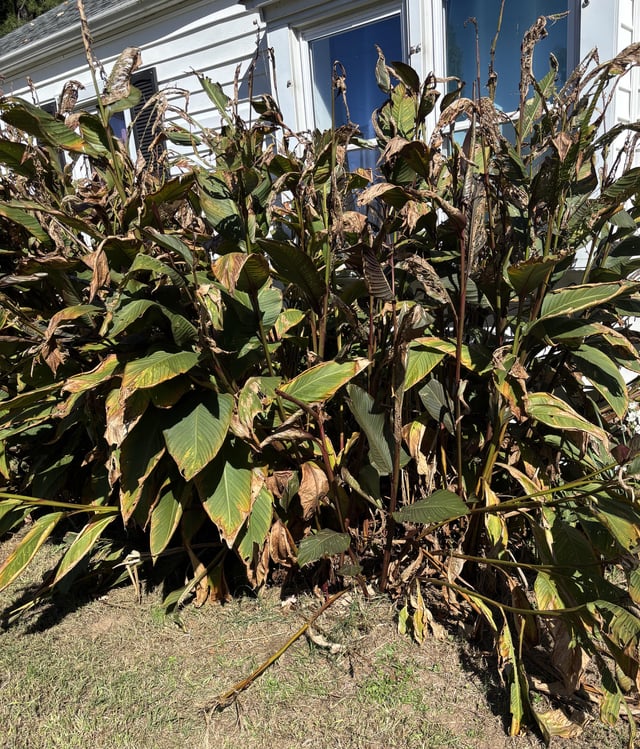 Just moved in to this house with this huge thing. Google says it’s Canna Lily, but I don’t even know where to start in taking care of it – Reddit Post