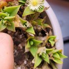 One of my plants has been putting out tiny flowers lately since I brought it indoors – Reddit Post