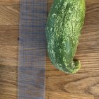 My first home-grown ‘patio snacker’ cucumber 😅