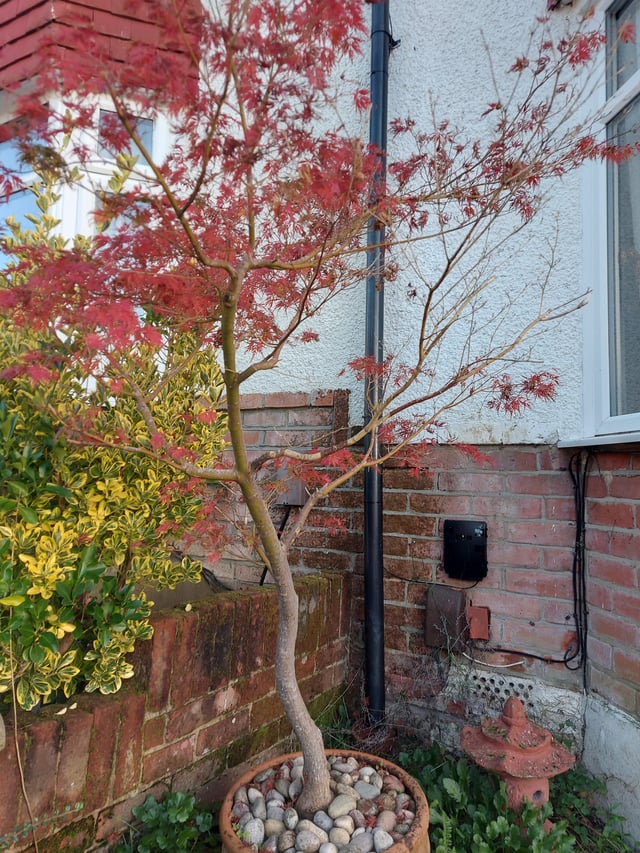 Pruning acers