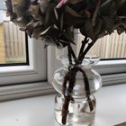 Propagating hydrangeas in water