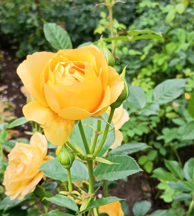A yellow rose I saw this summer – Reddit Post