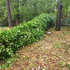 RIP my beautiful wall of star jasmine – Reddit Post