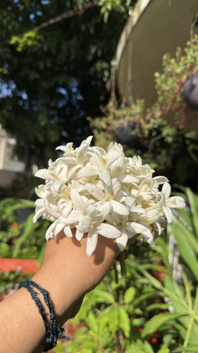 Indian Cork Tree Flowers☀️ – Reddit Post
