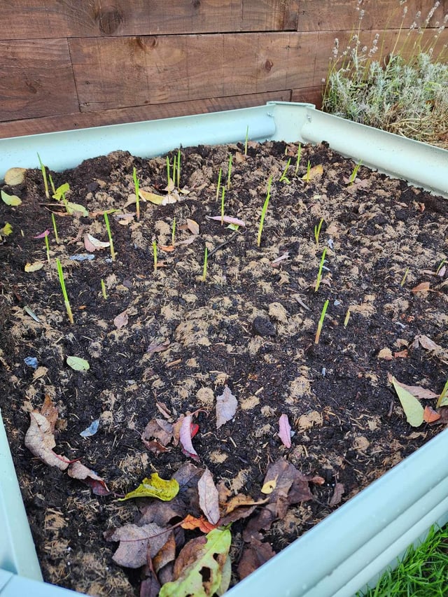 Garlic already sprouting