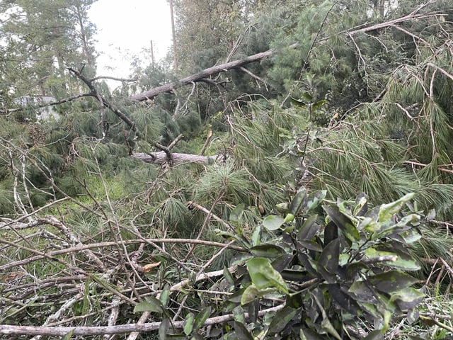 During the – 3 pine trees fell on my mother in laws 2 lemon trees, they were already in bad shape from frost last year. How would I go about saving a branch or 2 ?? – Reddit Post