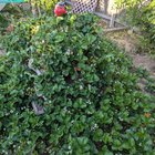The strawberry planter in bloom!