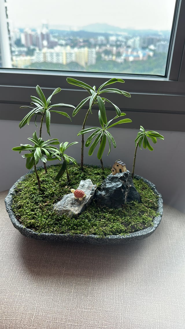Help with bonsai – Reddit Post
