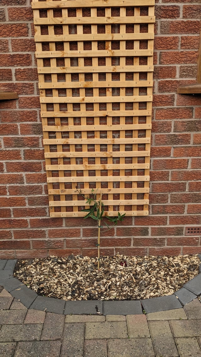 How to cover Passionflower overnight using fleece?