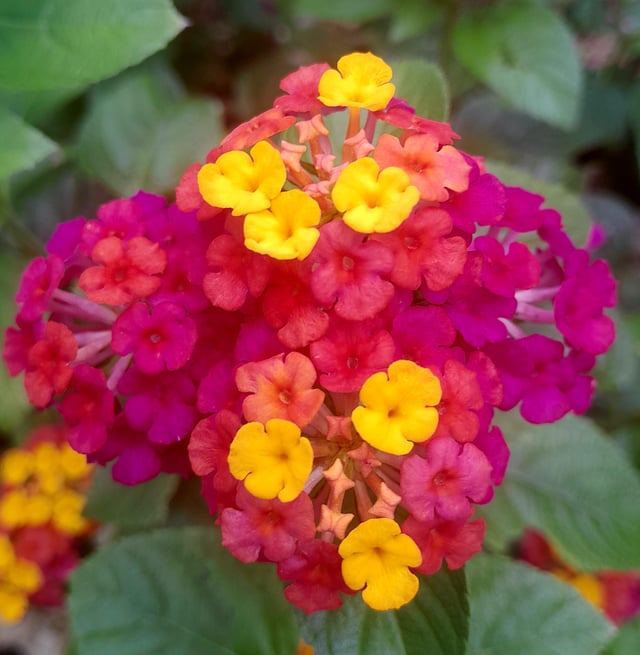 Lantana #2 – Reddit Post