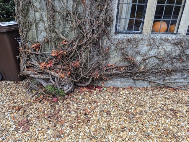 Virginia creeper