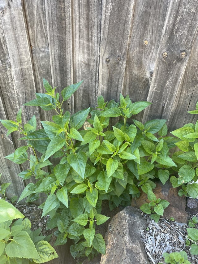What’s this (going nuts) in my spud and strawberry patch ?