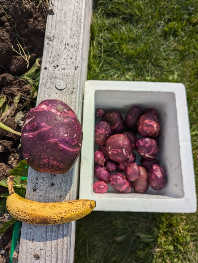Purple Viking Potatoes – Reddit Post