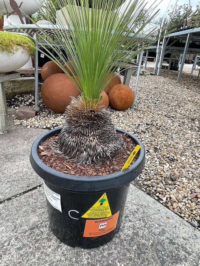 Why is this yellow sticker always on these plant pots?