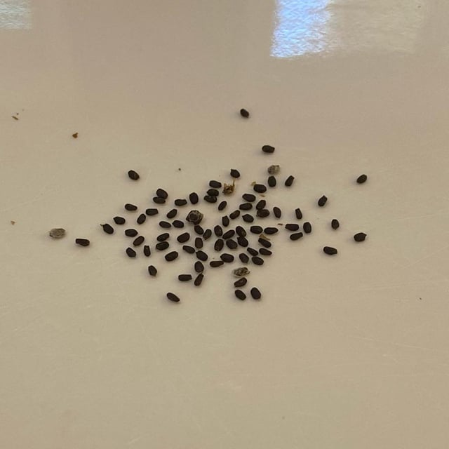 How to grow old basil seeds indoor