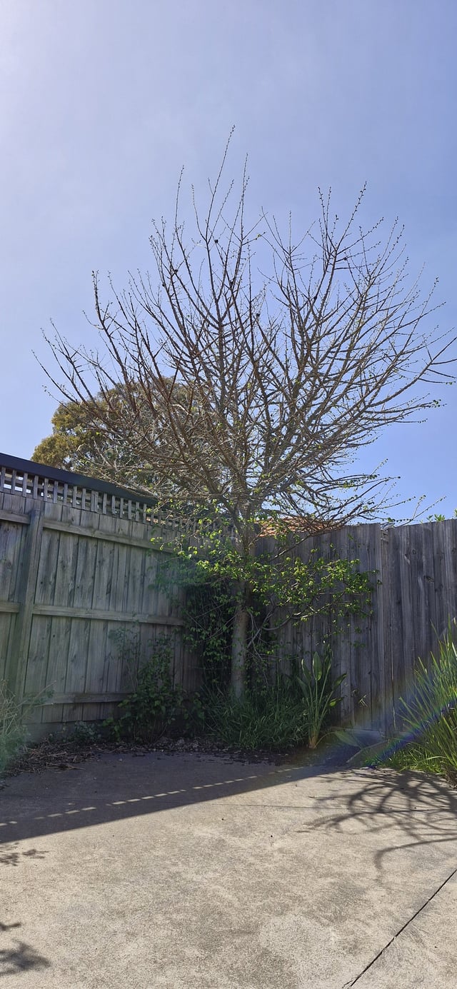 Disease on tree – seeking advice