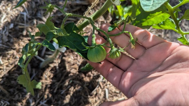 Half of my tomatoes aren’t what they’re supposed to be 😔 anyone else have a similar situation going?