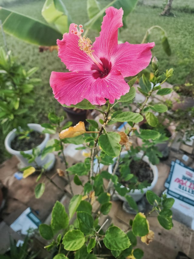 Leaves not doing so well. Turning yellow. – Reddit Post