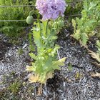 Would like to save seeds from my poppies (breadseed poppies and corn poppies). Can they cross pollinate? – Reddit Post