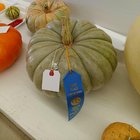 Put my pumpkins into my county fair – Reddit Post