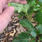 Tiny holes in my peony leaves – Pest ID?