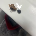 What kind of plant is this and are these seeds? – Reddit Post
