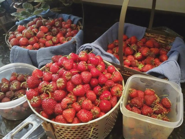 So our strawberry vines exploded this season. This is today’s take… – Reddit Post