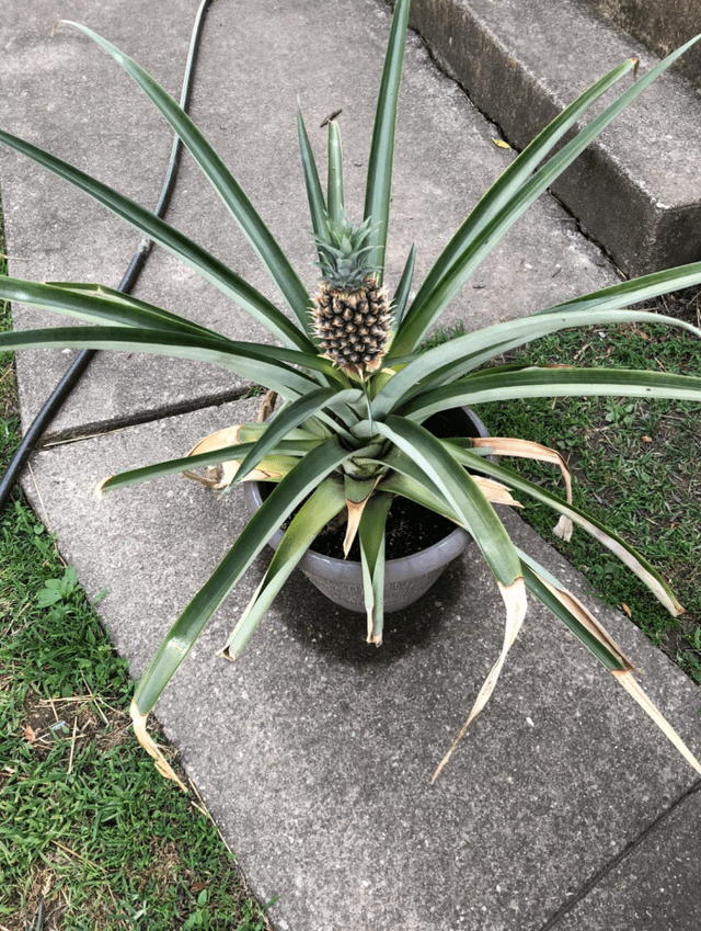 Took 3 years, but you can grow a pineapple in LA – Reddit Post