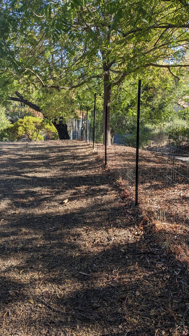 I want privacy yesterday. Should I look into fast growing vines? Zone 9b – Reddit Post