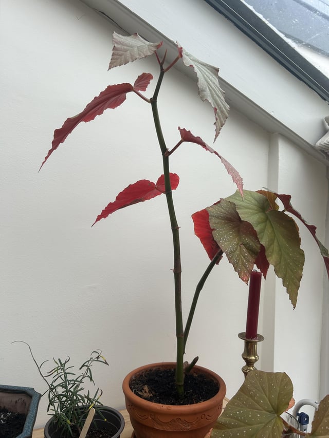 Absurd begonias