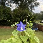 Morning glories finally blooming in October – Reddit Post