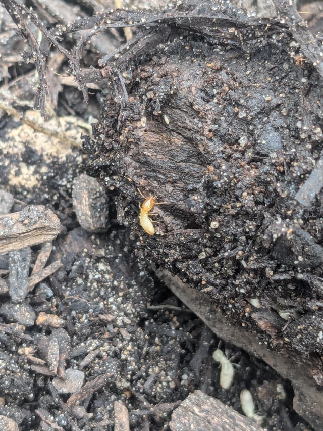 Termites in mulch away from house – good or bad?