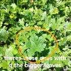 Help! Are these weeds?