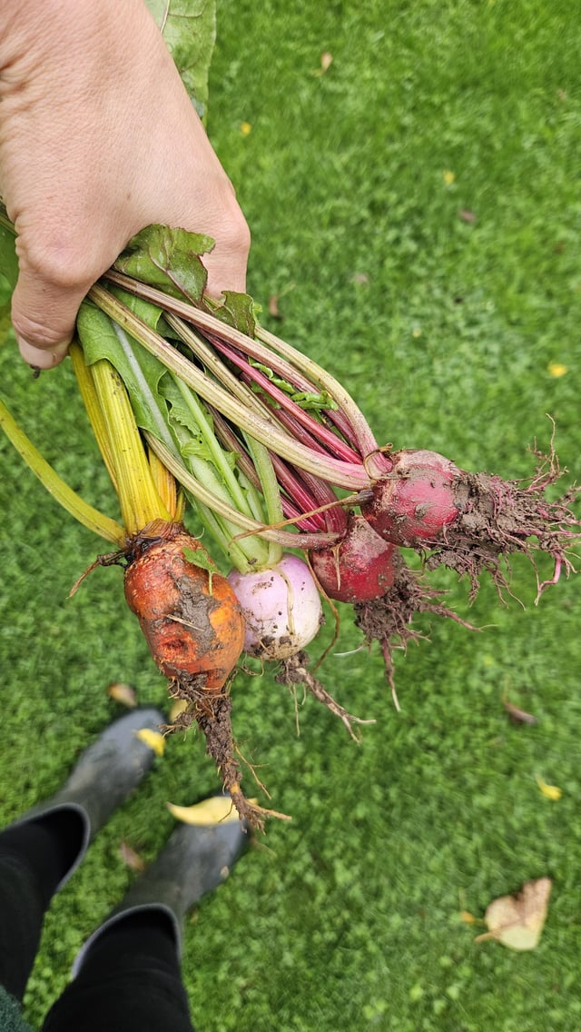 First time vegetable garden owner. My first veggies. Small but had to get them before the critters did. – Reddit Post