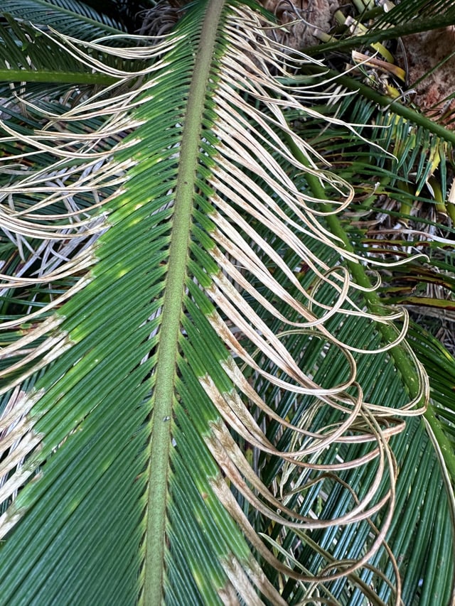 What could be the problem with my Cycad