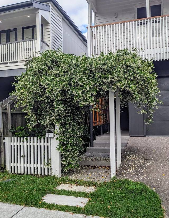 Saw this Star Jasmine flowers on the street in Brisbane – Reddit Post