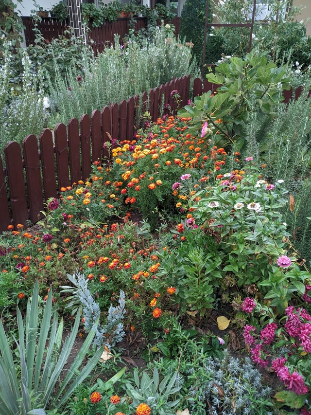 Autumn in the front garden – Reddit Post