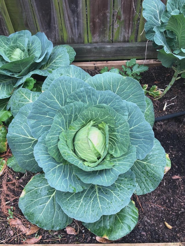 My Father-in-laws cabbage looks stunning! – Reddit Post