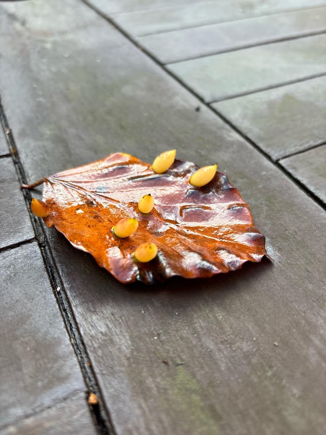 What are these things on a leaf?