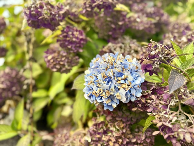 I freaking love fall hydrangeas 💕 – Reddit Post