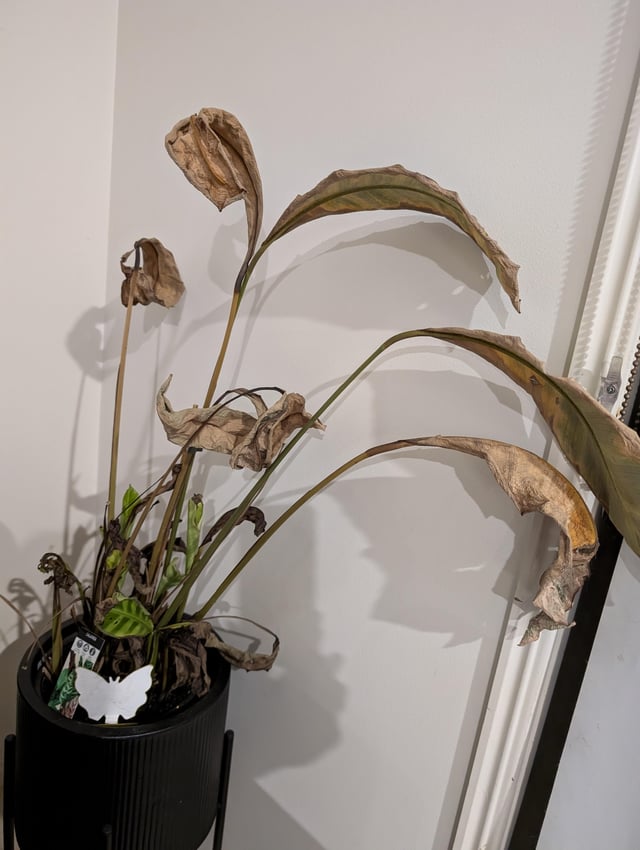 Help with Calathea