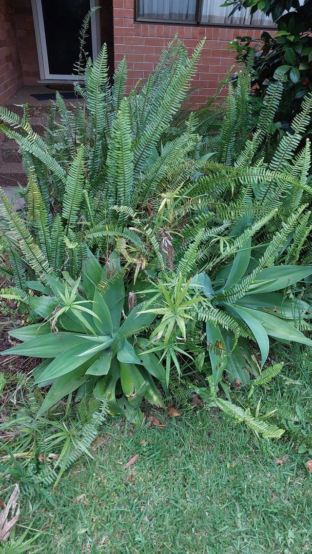 Is this meant to have all these plants or are they all weeds?