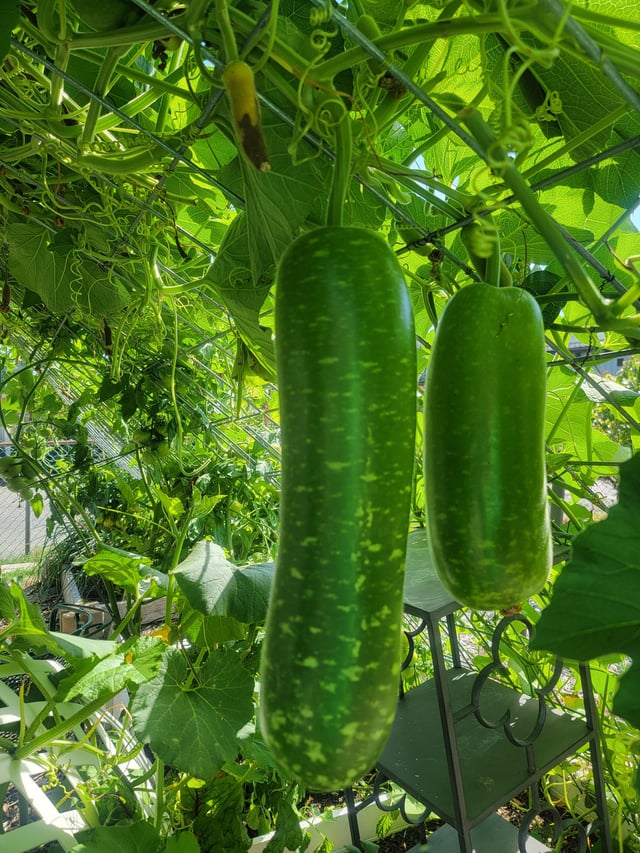 Bottle gourds, upo – Reddit Post