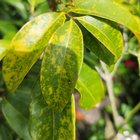 What’s wrong with my lychee?