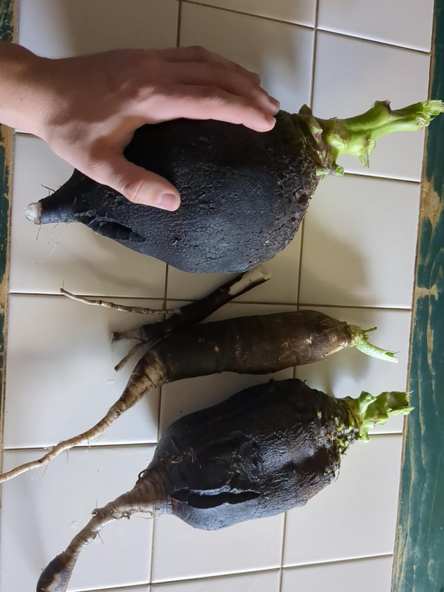 Gave up on gardening last year and found these huge radishes in my old garden! – Reddit Post